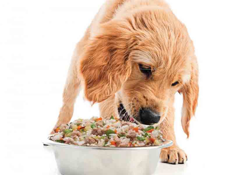 Foods that dog loves to eat | By which food you can gve a medicine to your dog 